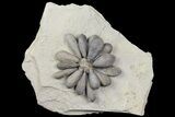 Jurassic Fossil Urchin (Firmacidaris) - Amellago, Morocco #179474-1